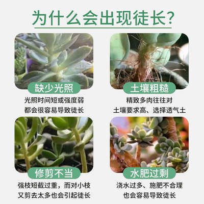 多肉专用矮胖素防徒长优芽素上色增色促生长催芽爆芽素多肉营养液
