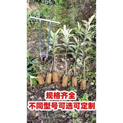 百香果打洞挖苗器移花卉多尺寸选择 不锈钢圆筒移苗 柑橘手动