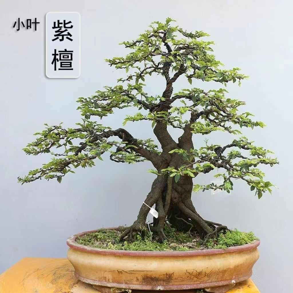 高档小叶紫檀树桩盆景室内净化空气四季常青绿植黑檀木黑骨茶盆栽