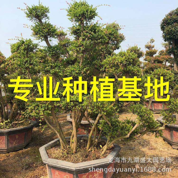 福建造型赤楠桩 湖南赤楠桩景桩头供应 江苏小叶赤楠盆景基地