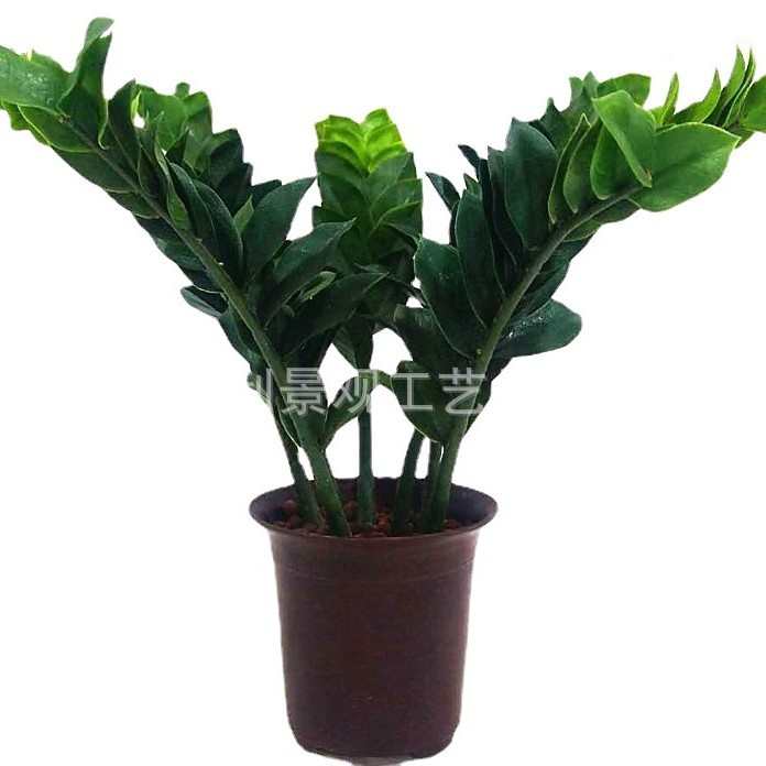 金钱树盆栽批发 树过胶假树叶盆景家居客厅装饰树绿植树