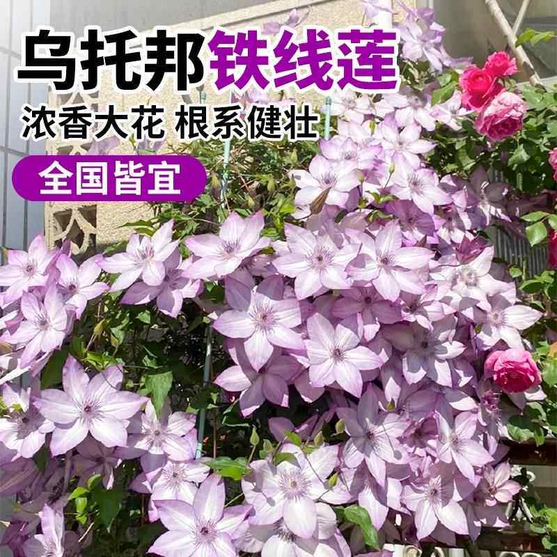 乌托邦铁线莲大小苗带花苞盆栽倒影灌园爬藤野生植物时令草本花卉