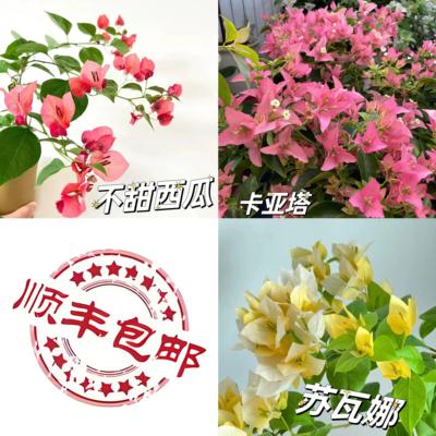 卡亚塔三角梅原生苗苏瓦娜不甜西瓜四季开花阳台爬藤垂丝稀有品种