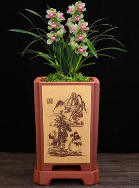 宜兴紫砂兰花盆四方签筒手工刻绘黑松君子兰蝴蝶兰吊兰带底座