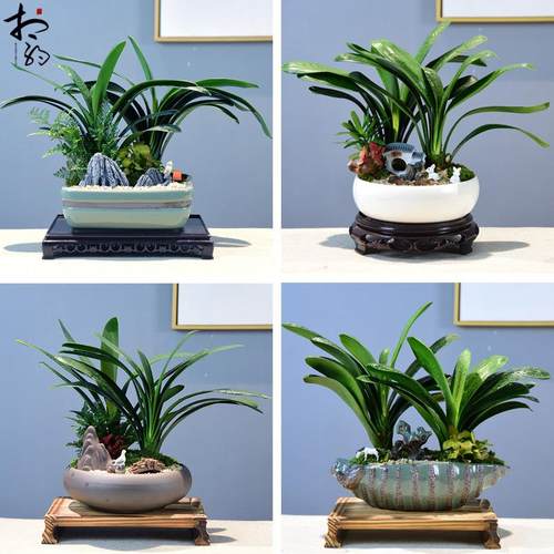 君子兰盆栽办公室内花卉室内客厅盆景绿植好养桌面装饰植物中式