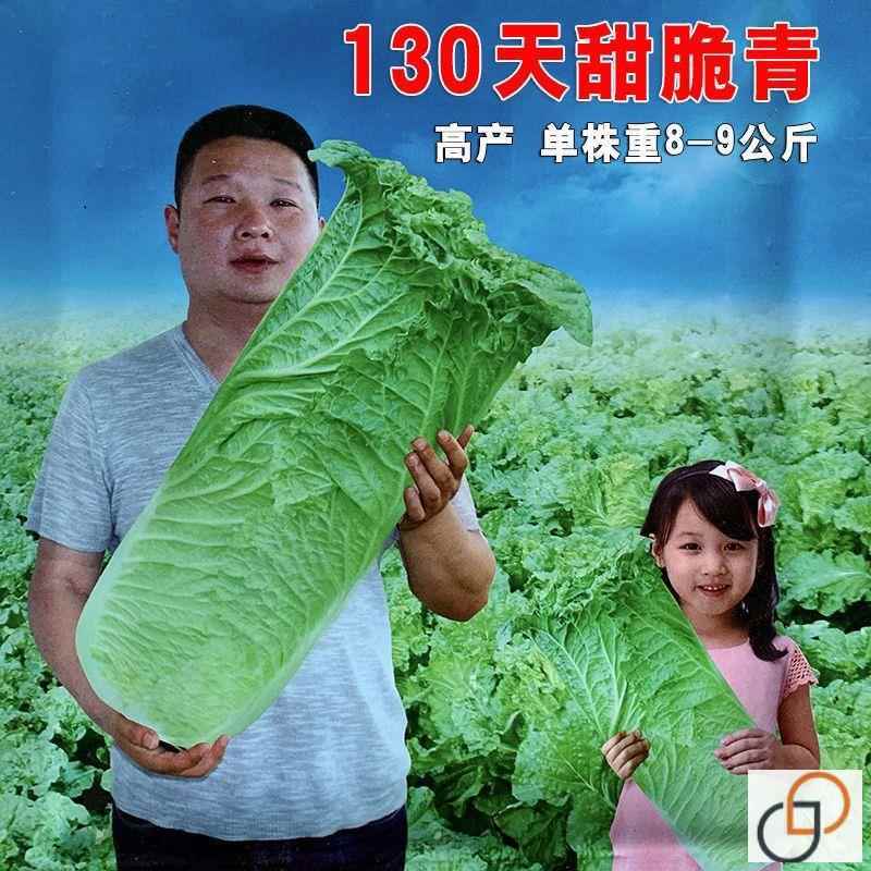 130天甜脆青大白菜种籽青口高白桩青麻叶高产春夏秋冬蔬菜种子孑