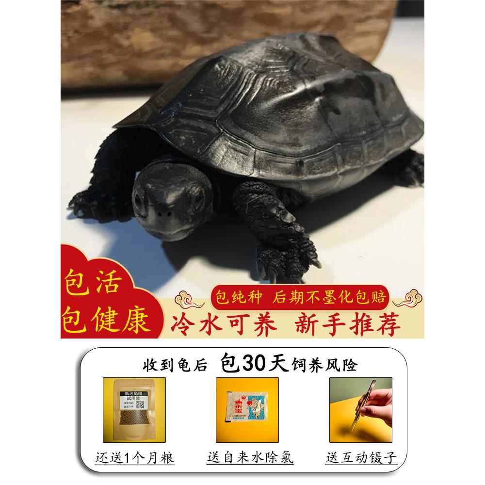 纯种乌龟顶墨龟全黑中华草龟冷水宠物龟温驯龟活体活物公龟聪明龟