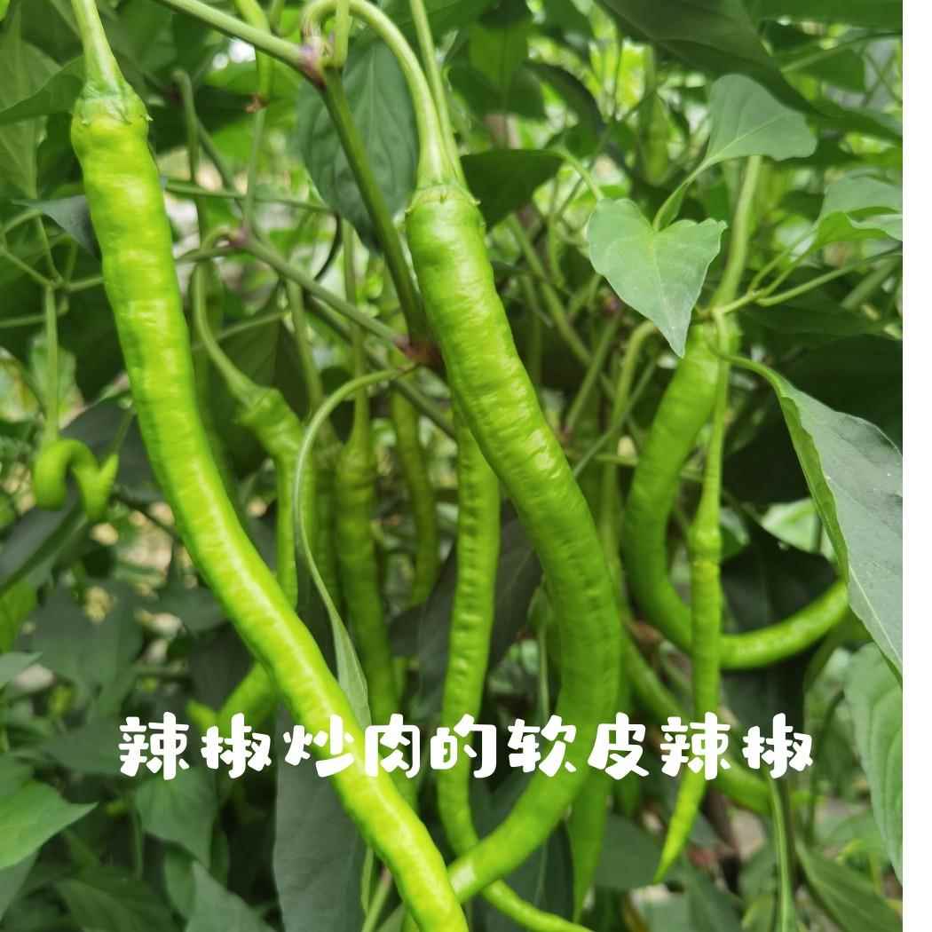 软皮辣椒 湖南本地青椒 螺丝线椒 辣椒炒肉推荐!酒店餐饮合作款