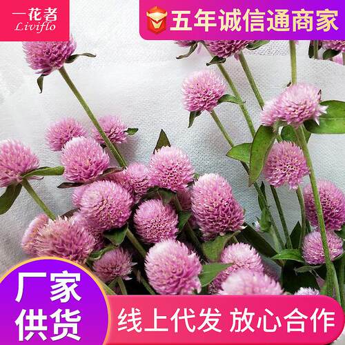 千日红干花束真花材料 云南草莓果花头手工diy干花材永生花