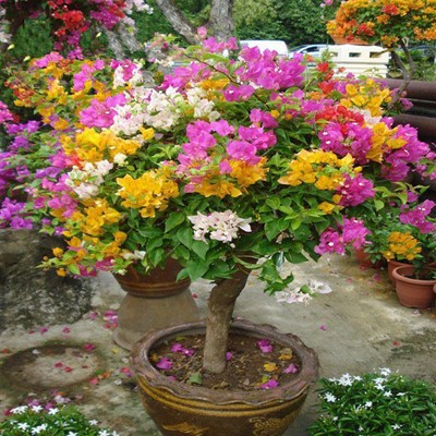 三角梅树桩盆景老桩一物一拍阳台盆栽花卉三叶梅花四季开花大树桩