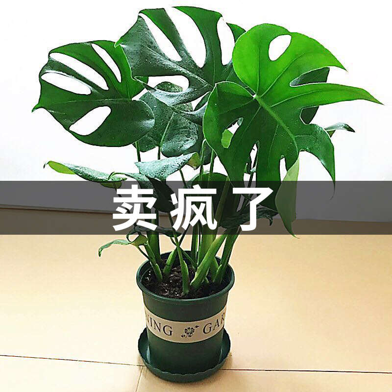 龟背竹盆栽大型绿植室内水培大叶植物四季客厅仙洞开背龟背竹老桩