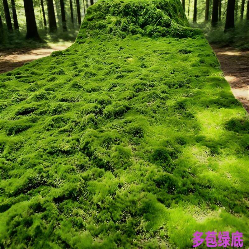仿真草皮青苔地毯草坪苔藓商场墙贴花墙植物墙盆景盆栽假苔藓橱窗