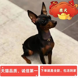 小鹿犬活体活物幼犬迷你可爱型狗狗真狗长不大茶杯犬幼崽小型犬