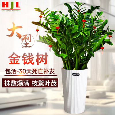 金钱树客厅大型植物盆栽发财树办公室内桌面绿植招财好养乔迁开业