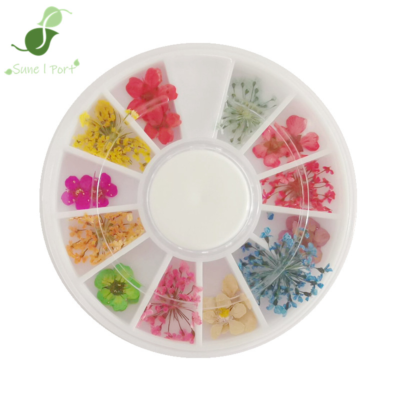 满天星水仙花大小干花指甲装饰