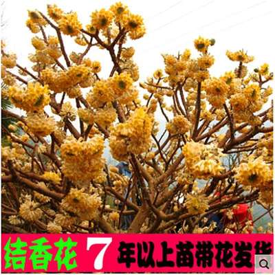 结香花树苗阳台盆栽庭院耐寒植物花卉打结花苗喜花树梦冬花绿化苗