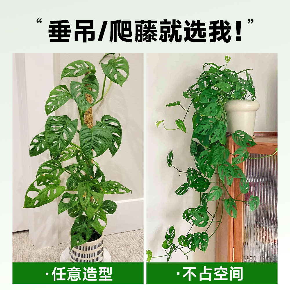 仙洞龟背竹盆栽爬藤植物室内好养四季观叶垂吊绿植适合懒人养的花