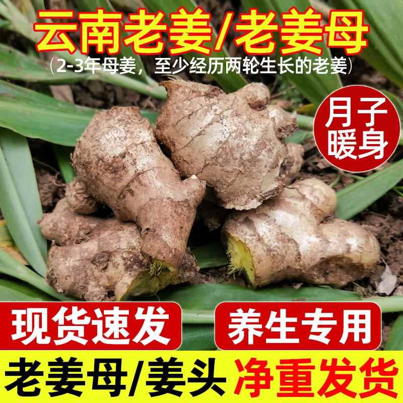老姜母云南特产生姜姜块新鲜月子姜母姜鲜姜小黄姜10斤带箱 包邮