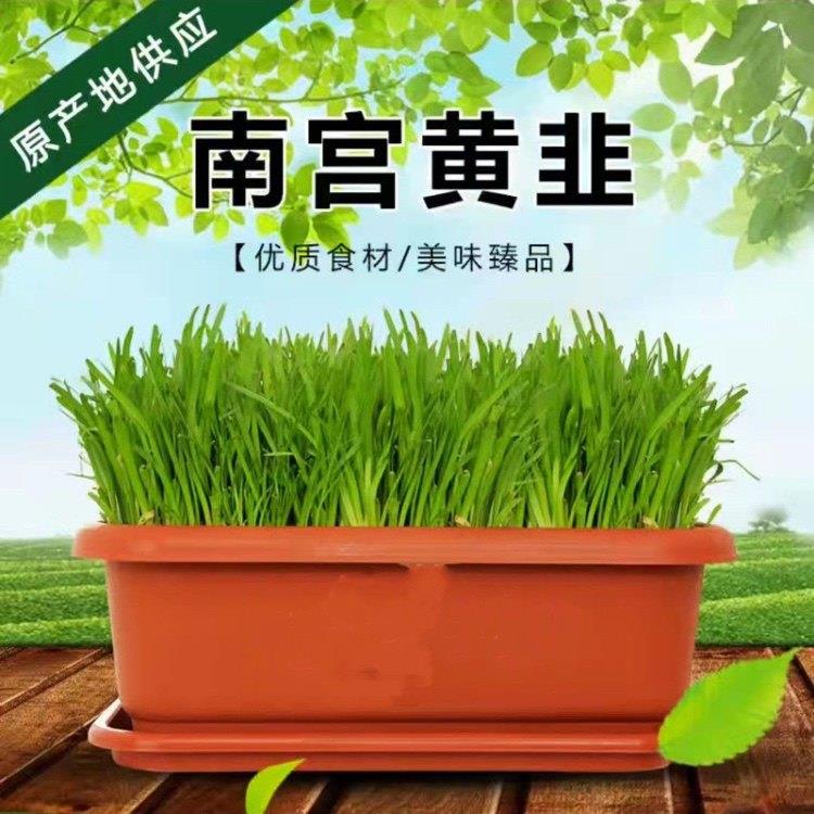南宫韭菜盆景水培韭菜韭菜根水培蔬菜可食好养活黄韭菜盆栽