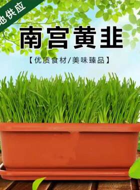 南宫韭菜盆景水培韭菜韭菜根水培蔬菜可食好养活黄韭菜盆栽