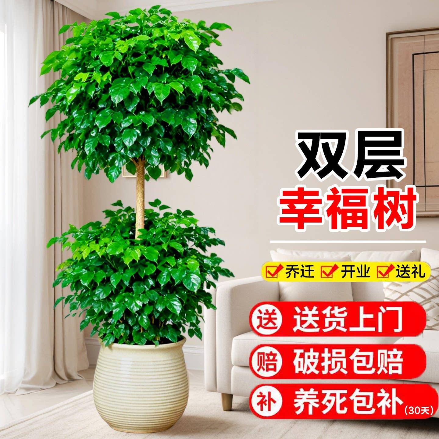 双层幸福树客厅大盆栽造型绿宝平安树办公室内大型植物真树高级感