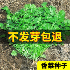 农家小叶香菜种子苗四季秋冬蔬菜，种籽孑菜籽，菜种老品种小香菜籽种