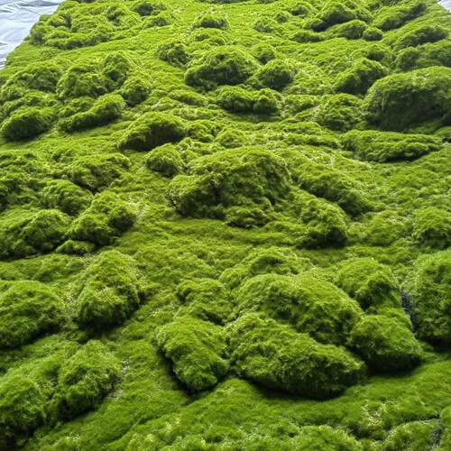 永生绿苔草皮假苔藓摆件园林造景苔藓装饰墙人造草坪