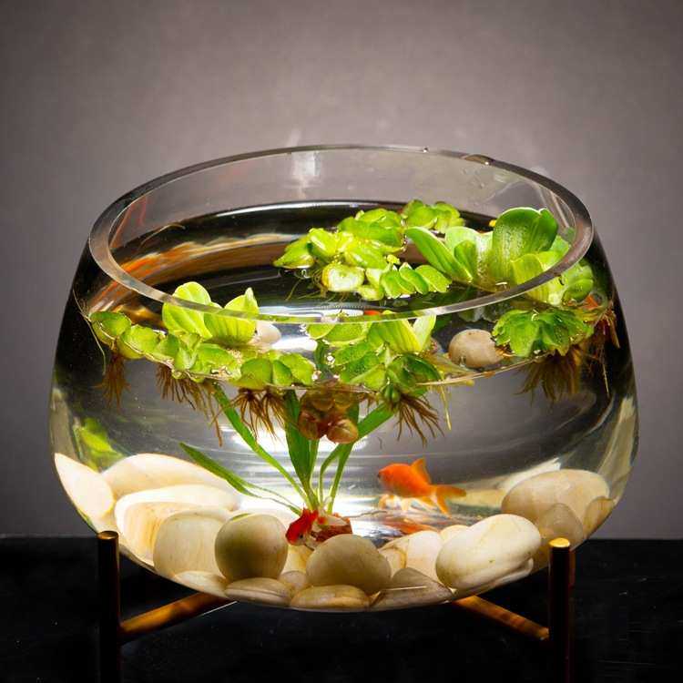 透明玻璃花瓶铜钱草水培植物花盆大码绿萝玻璃器皿客厅圆形鱼缸,鲜花速递/花卉仿真/绿植园艺,花盆,淘宝优惠券,粉丝福利购,淘宝优惠卷