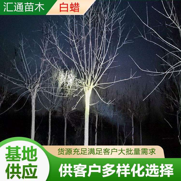6—12公分老白蜡园林工程绿化苗木植物园庭院造景对接白蜡树现货
