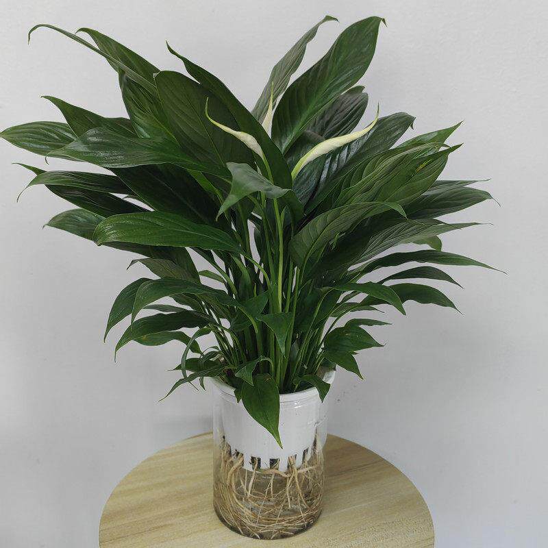 斗南绿植盆栽店水培白掌一帆风顺幸福树盆栽原盆原土昆明发货桌面