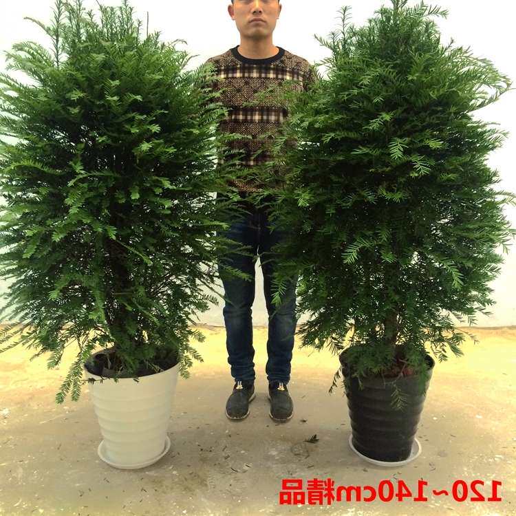 耐寒精品红豆杉盆景大苗室内盆栽别墅地栽大树南北红豆杉公母搭配
