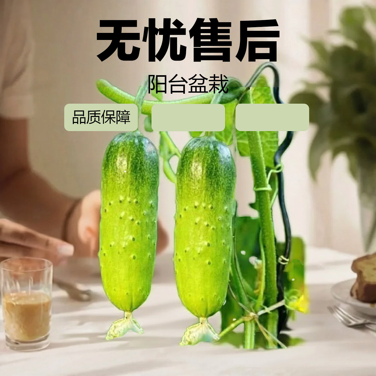 水果黄瓜种子四季好种阳台盆栽春秋季黄瓜种籽旱水果蔬菜黄瓜种孑,鲜花速递/花卉仿真/绿植园艺,家庭园艺种子,淘宝优惠券,粉丝福利购,淘宝优惠卷