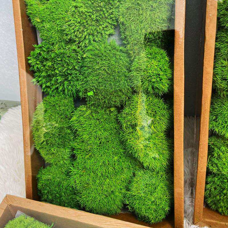 永生白发藓 块状苔藓家居装饰苔藓墙植物墙制作材料 仿真草坪造景