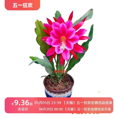 令箭荷花昙花大花重瓣品种带根苗红黄紫粉白花卉绿植盆栽