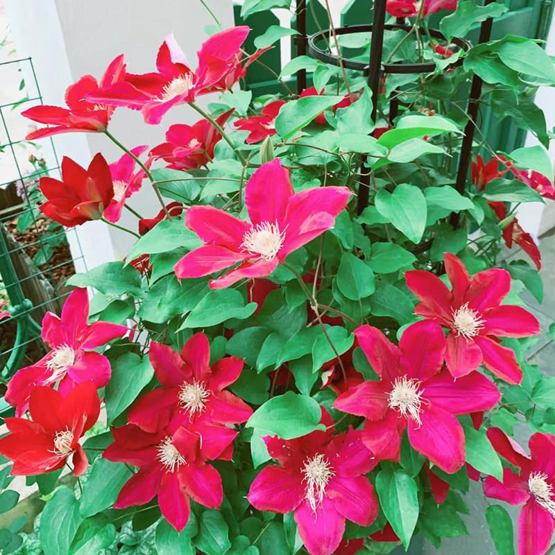 瑞贝卡铁线莲盆栽爬藤植物大苗重瓣大花藤本花卉四季勤花长势快速