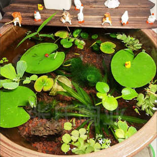 陶瓷养鱼睡莲缸专用缸盆老式水缸庭院储水造景种荷花大口莲瓦缸盆