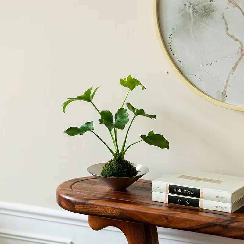 春羽盆栽室内北欧风绿植办公室桌面好养耐荫苔藓球美化空气植物,鲜花速递/花卉仿真/绿植园艺,绿植,淘宝优惠券,粉丝福利购,淘宝优惠卷