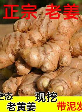 5斤装包邮四川农家新鲜小黄姜 老姜土姜月子大姜老生姜 新鲜大姜