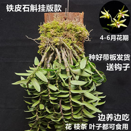 铁皮石斛苗 三年石斛苗 带木桩 室内绿植盆景花卉 铁皮可食用