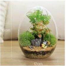 蛋型台藓微景观生态瓶多肉植物玻璃瓶DIY创意礼品摆件