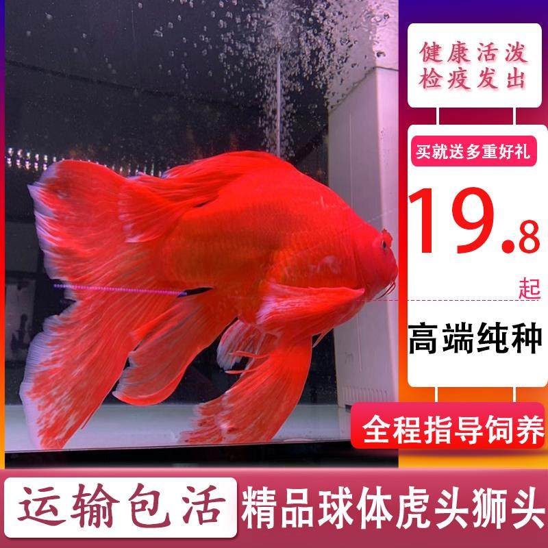 红色蝴蝶鲤鱼球体锦鲤贵妃火红龙凤蝶鲤大鳍长尾观赏鱼苗冷水活体