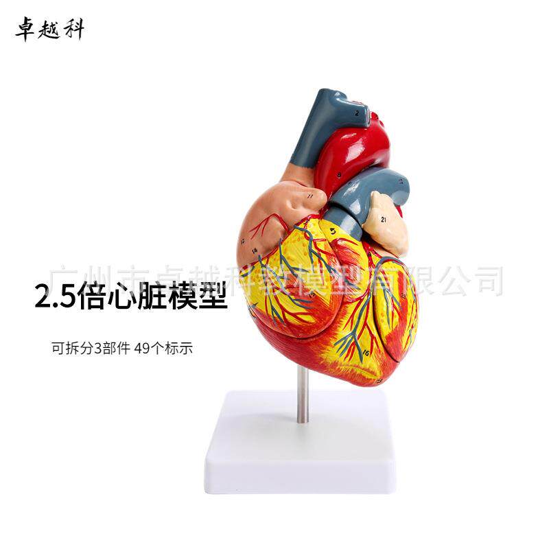2.5倍人体心脏解剖模型B超彩超可拆卸4件自然大心脏医学教学模型