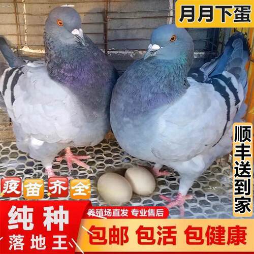鸽子活一对公母大体落地王鸽种鸽元宝鸽下蛋繁殖观赏信鸽肉鸽幼鸽