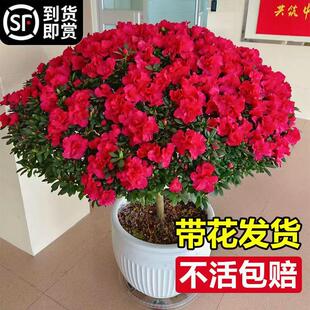 杜鹃花盆栽花卉植物室内花大棵带花苞花苗四季开花好养活绿植鲜花