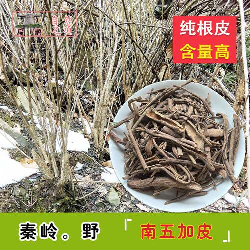 神农架高山 南刺五加皮白刺目骨追风使泡酒腰腿250克滋补包邮