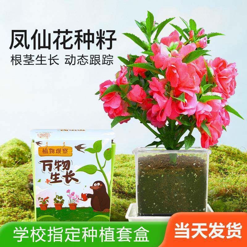 儿童种植小盆栽小学生科学实验观察套装透明盆花草植物种籽迷你盒