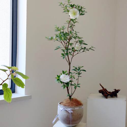 苏太植物 皋月杜鹃花盆栽舞小町 四季开花 阳台庭院好养耐寒耐热