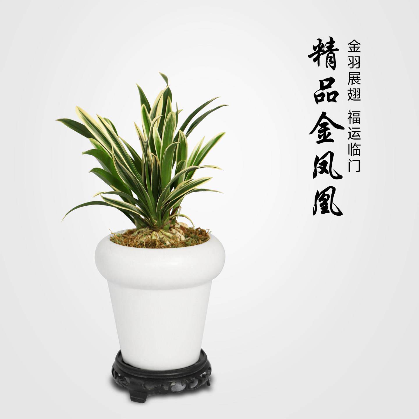 矮种金凤凰客厅办公室桌面小盆栽绿植清新空气四季长青小型植物