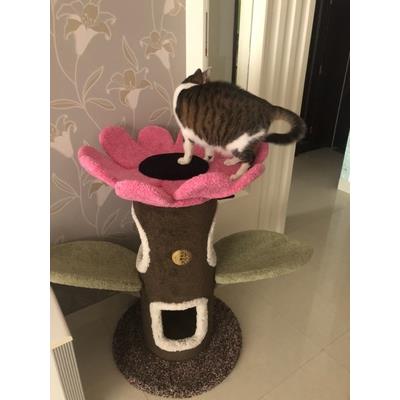 高档现货Cam包ily猫爬架 太阳花猫树树 制猫咪城堡 猫的树 猫猫窝