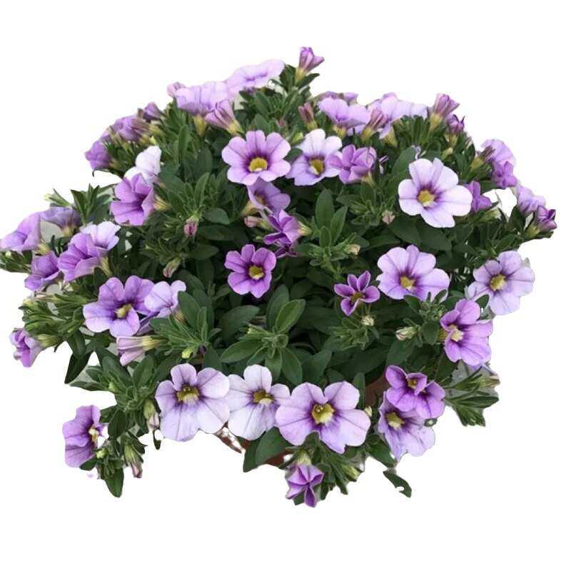 矮牵牛百万小铃春花吊包壁挂开花花期垂  机器庭院 阳台舞较长邮